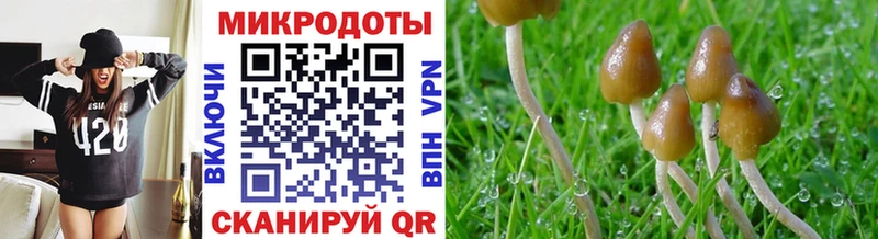 где можно купить   Бийск  Галлюциногенные грибы Magic Shrooms 